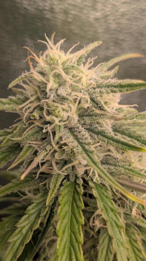 Banana Jealousy Auto IBL 80 Day. Week 9