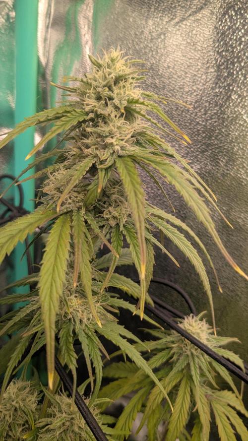 Banana Jealousy Auto IBL 80 Day. Week 9
