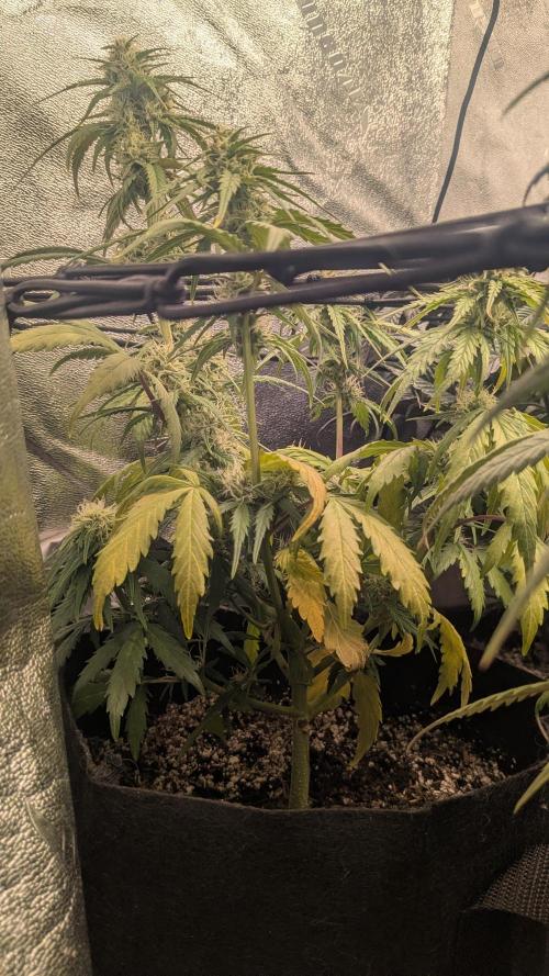 Banana Jealousy Auto IBL 80 Day. Week 9