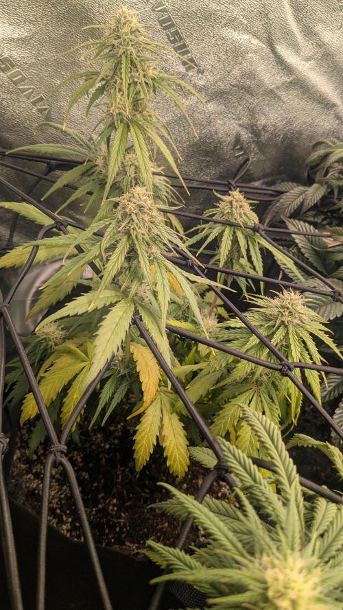 Banana Jealousy Auto IBL 80 Day. Week 9