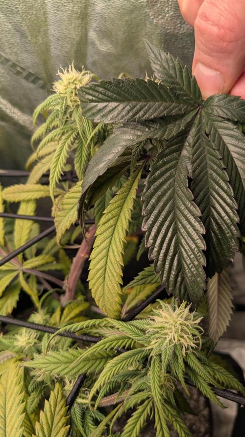 Genetic Abuse. Week 17
