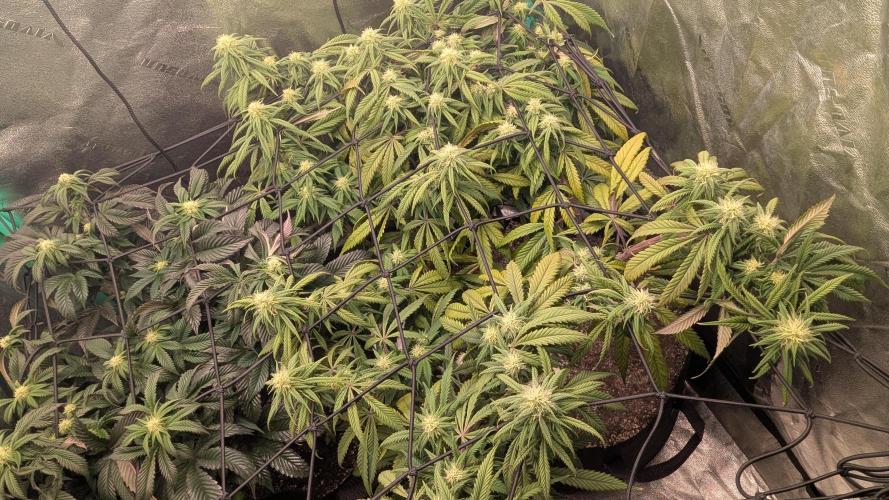 Genetic Abuse. Week 17