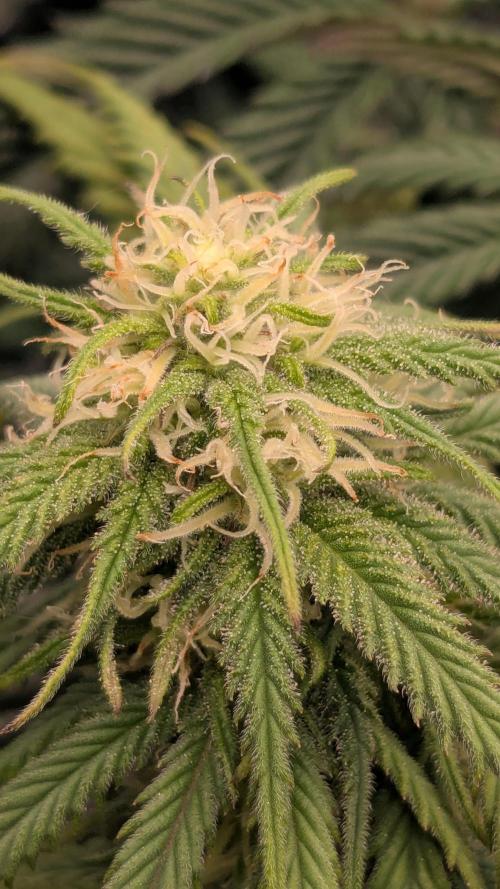 Genetic Abuse. Week 17