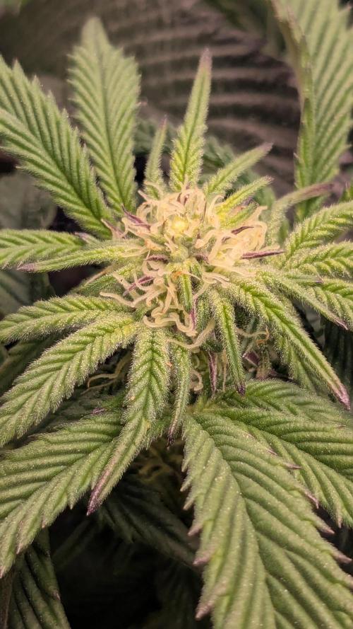 Genetic Abuse. Week 17