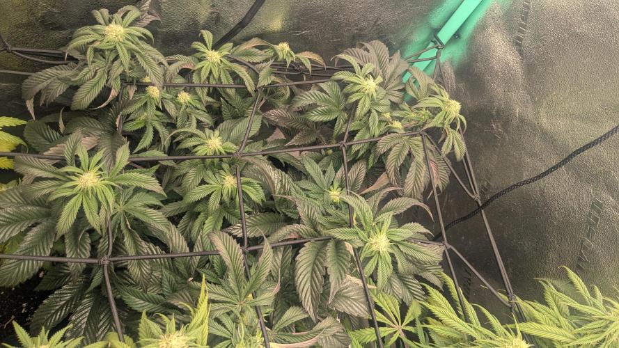 Genetic Abuse. Week 17