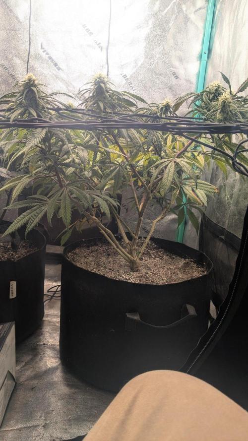 Genetic Abuse. Week 17