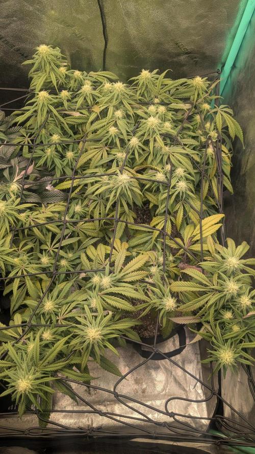 Genetic Abuse. Week 17
