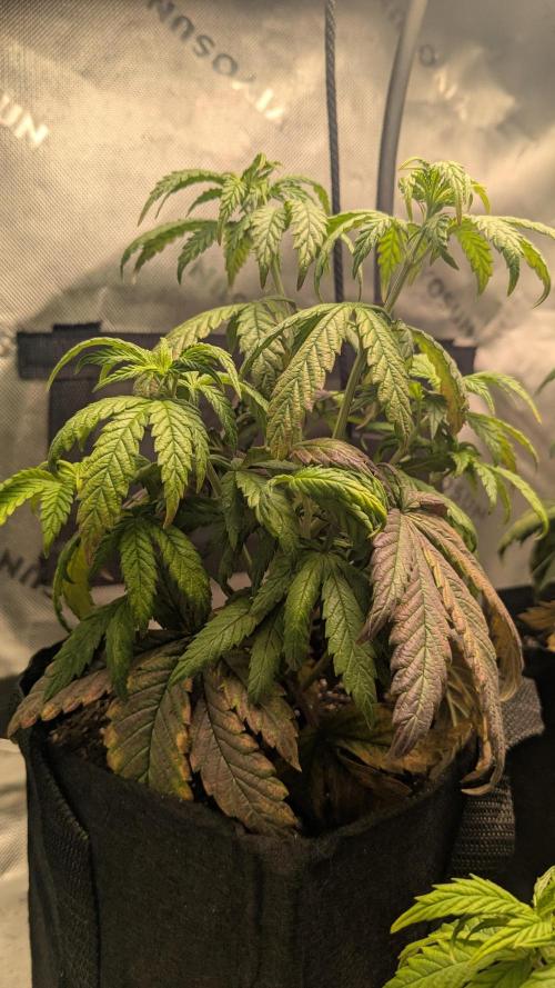 Rainbow Vapor, Key Lime Guava run. Week 5