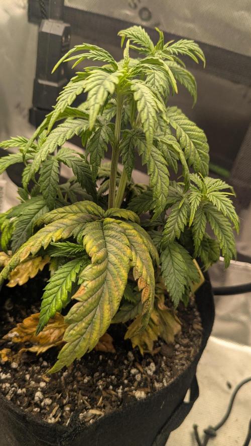 Rainbow Vapor, Key Lime Guava run. Week 5 - A bit worried about the candy fumez x rg5 she's got some yellowing 