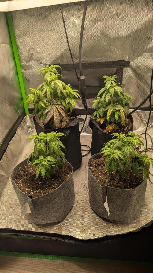 Rainbow Vapor, Key Lime Guava run. Week 5