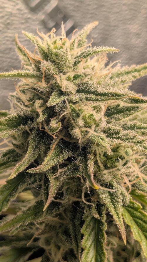 Banana Jealousy Auto IBL 80 Day. Week 10
