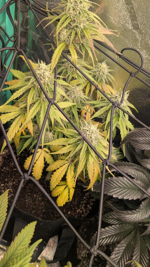 Banana Jealousy Auto IBL 80 Day. Week 10
