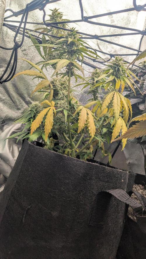 Banana Jealousy Auto IBL 80 Day. Week 10