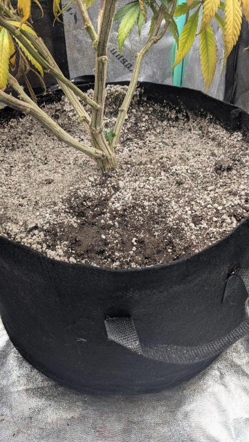 Genetic Abuse. Week 18