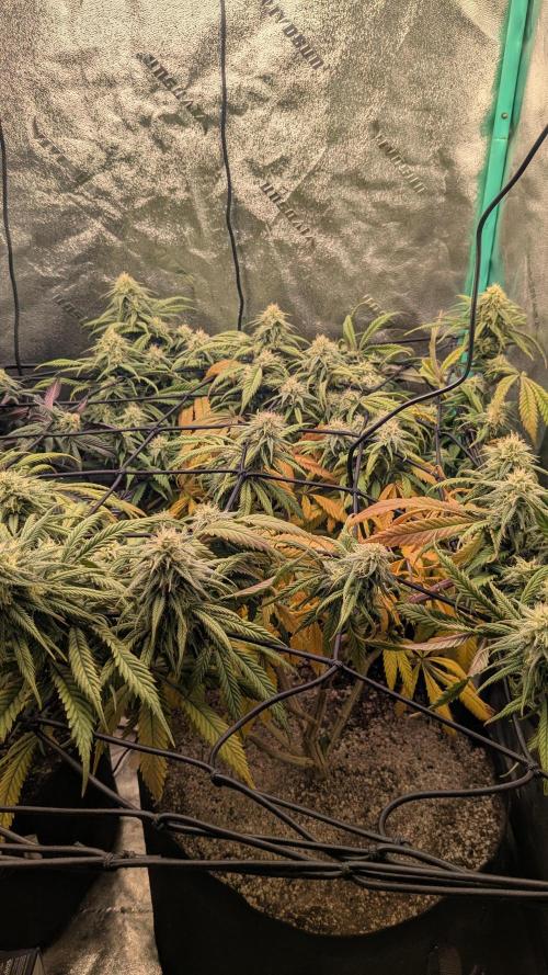 Genetic Abuse. Week 18
