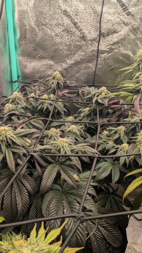 Genetic Abuse. Week 18