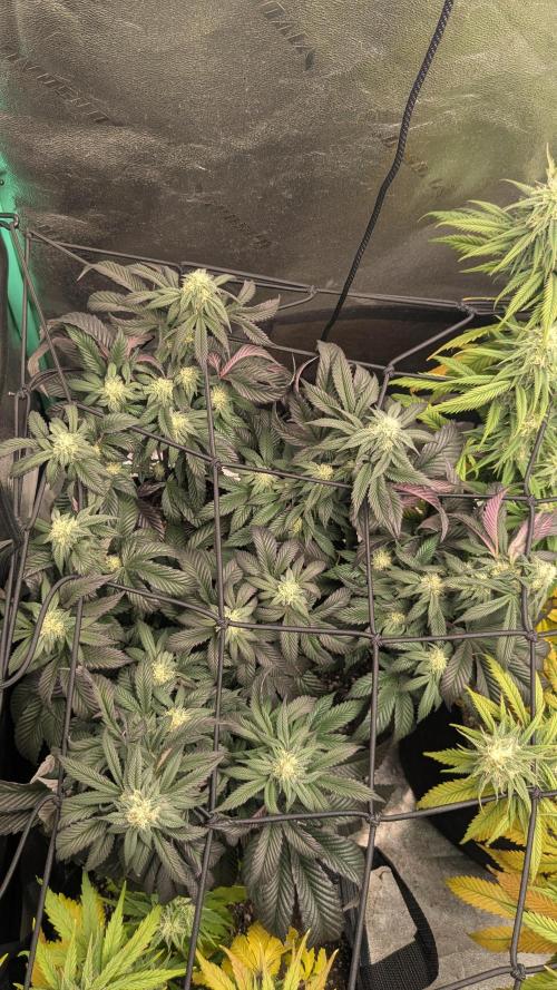 Genetic Abuse. Week 18
