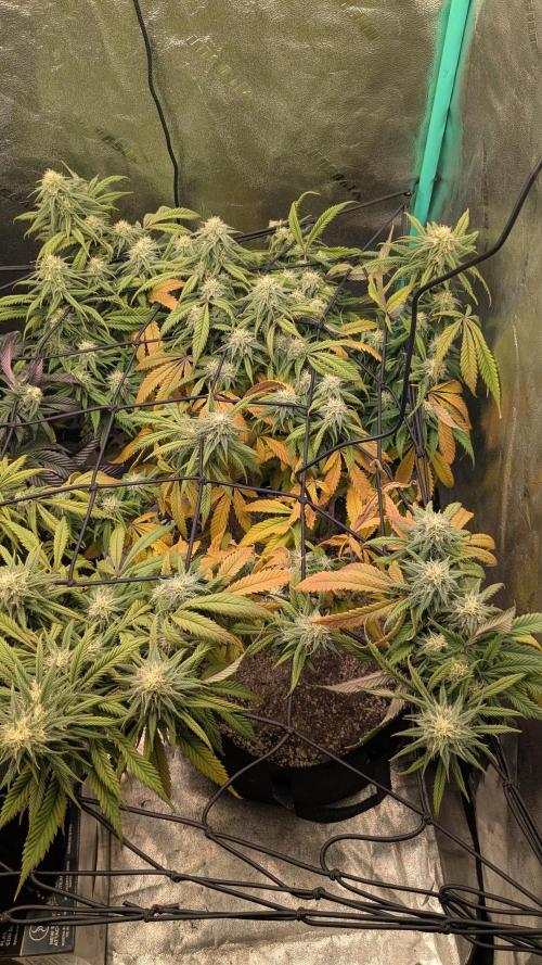 Genetic Abuse. Week 18
