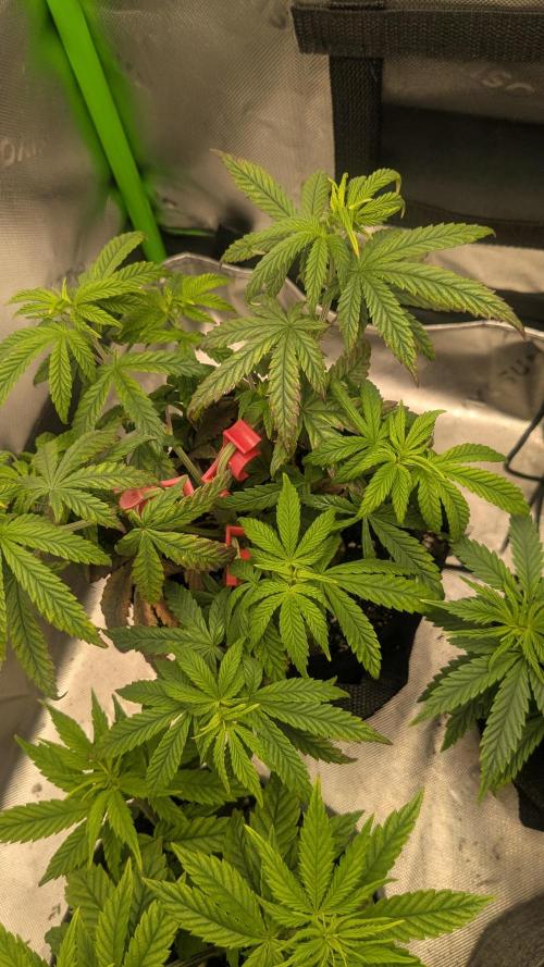 Rainbow Vapor, Key Lime Guava run. Week 6
