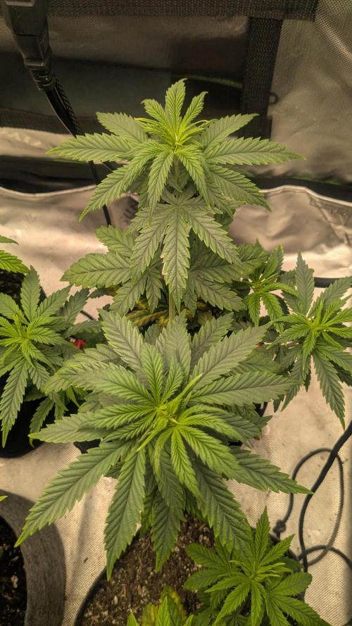 Rainbow Vapor, Key Lime Guava run. Week 6