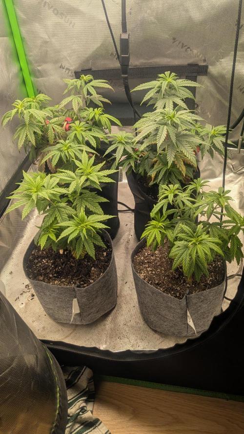 Rainbow Vapor, Key Lime Guava run. Week 6