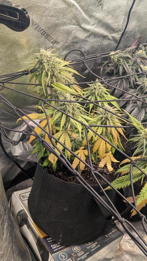 Banana Jealousy Auto IBL 80 Day. Week 11