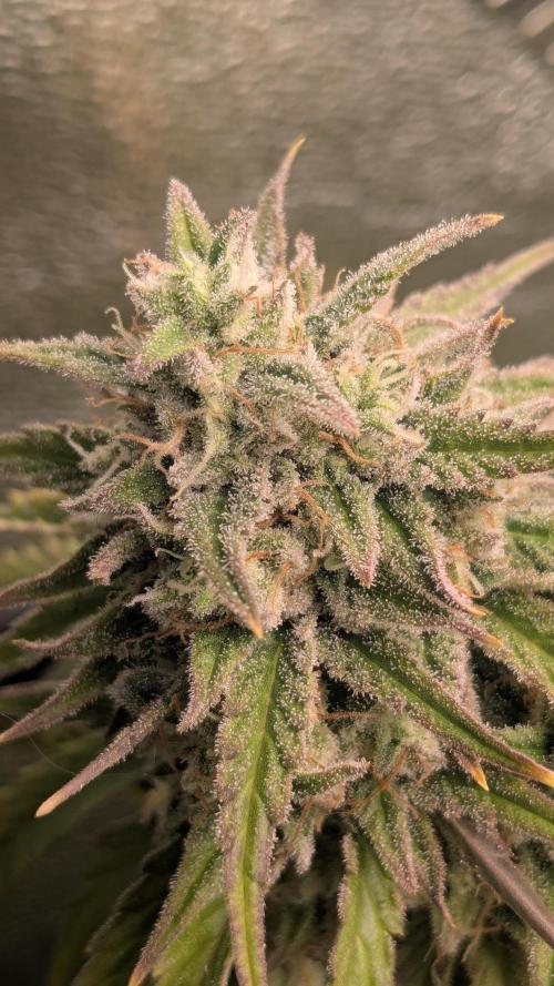 Banana Jealousy Auto IBL 80 Day. Week 11
