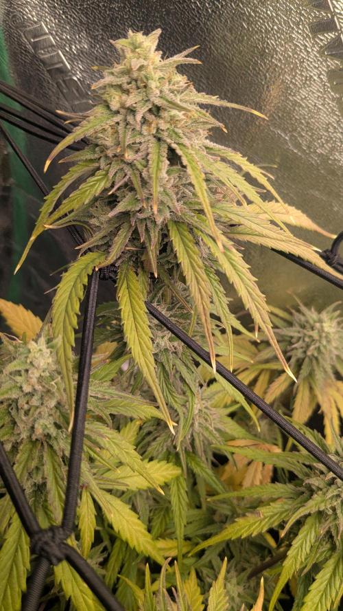Banana Jealousy Auto IBL 80 Day. Week 11