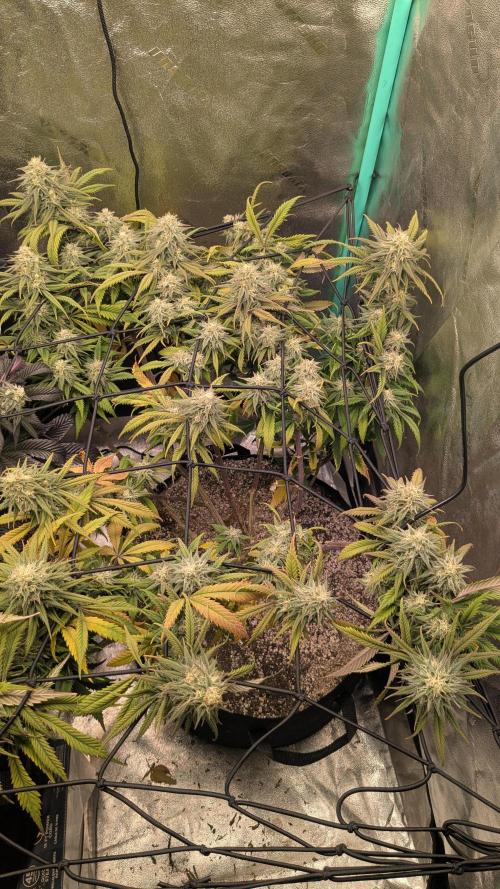 Genetic Abuse. Week 19