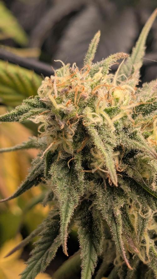 Genetic Abuse. Week 19