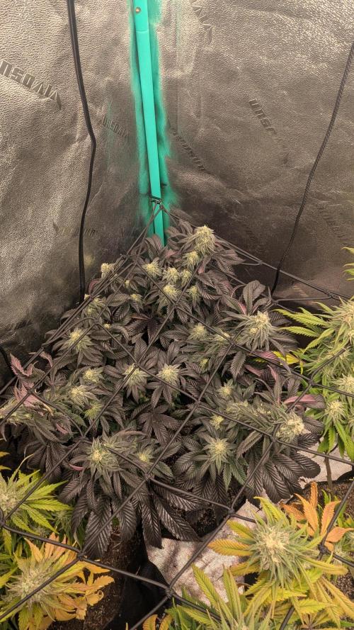 Genetic Abuse. Week 19