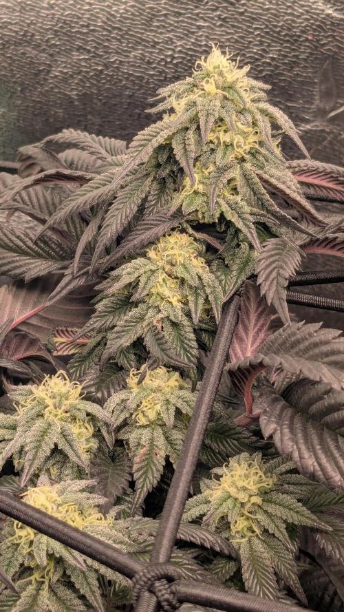 Genetic Abuse. Week 19