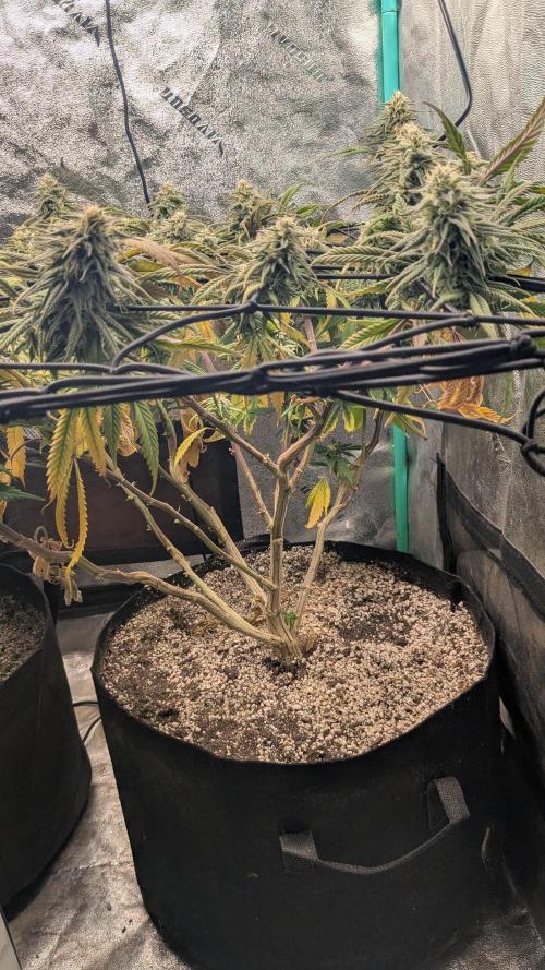 Genetic Abuse. Week 19