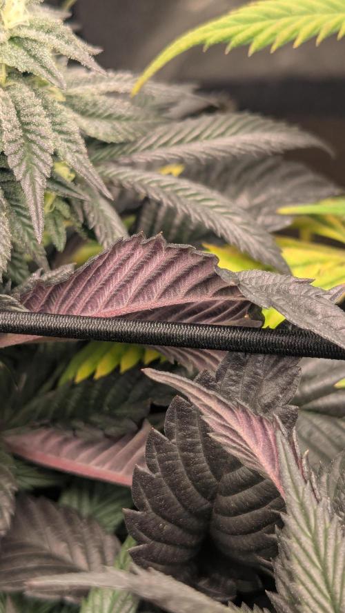 Genetic Abuse. Week 19