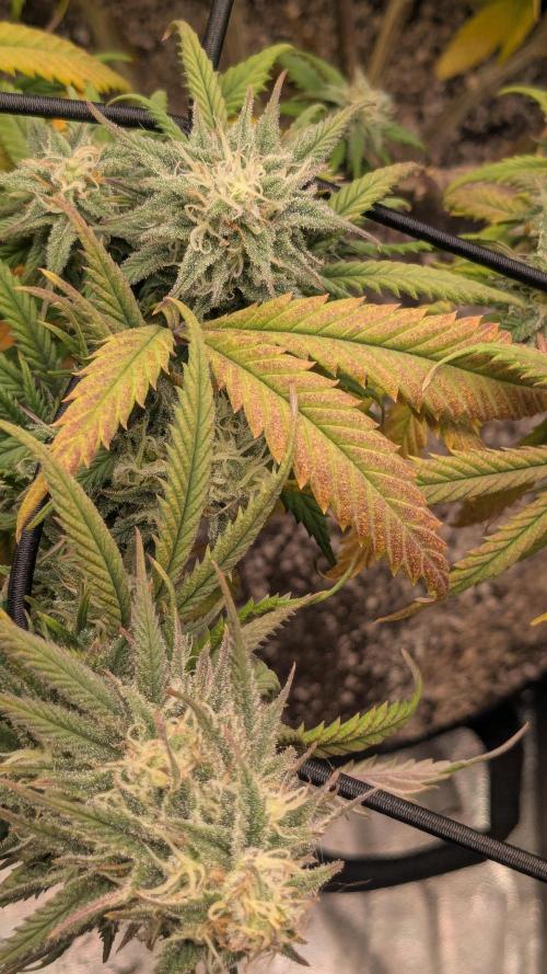 Genetic Abuse. Week 19