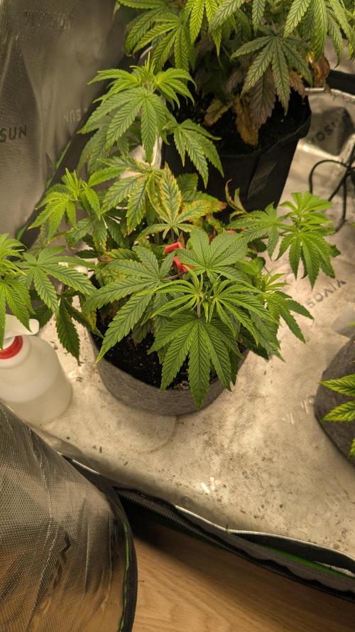 Rainbow Vapor, Key Lime Guava run. Week 7