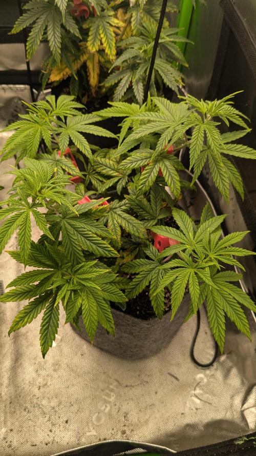 Rainbow Vapor, Key Lime Guava run. Week 7