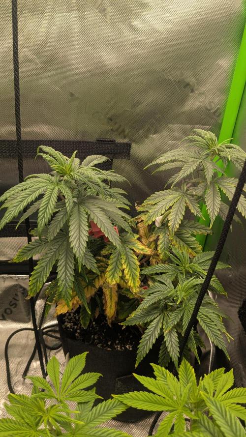 Rainbow Vapor, Key Lime Guava run. Week 7