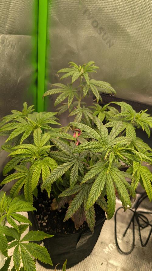 Rainbow Vapor, Key Lime Guava run. Week 7