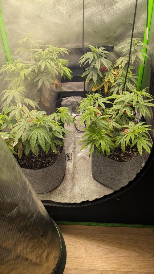 Rainbow Vapor, Key Lime Guava run. Week 7