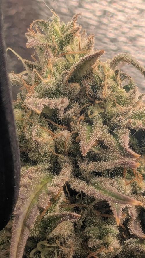 Banana Jealousy Auto IBL 80 Day. Week 12