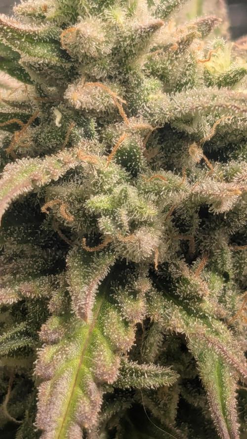 Banana Jealousy Auto IBL 80 Day. Week 12