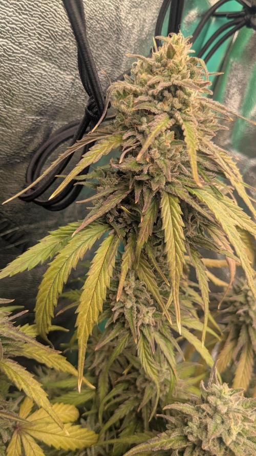 Banana Jealousy Auto IBL 80 Day. Week 12