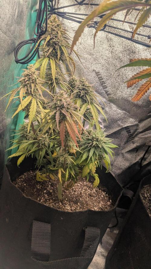 Banana Jealousy Auto IBL 80 Day. Week 12