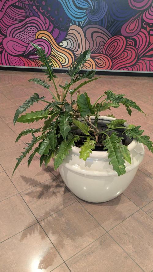 Banana Jealousy Auto IBL 80 Day. Week 12