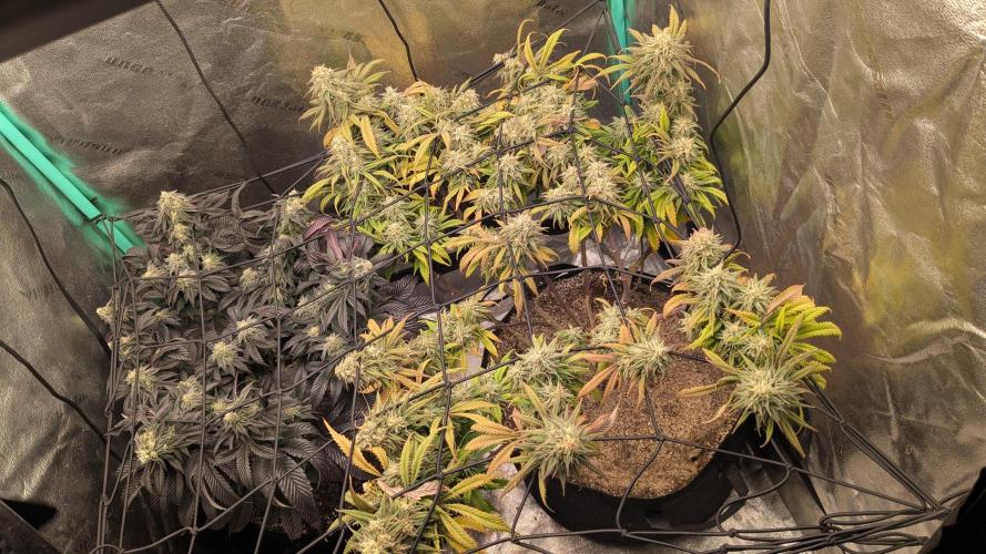 Genetic Abuse. Week 20