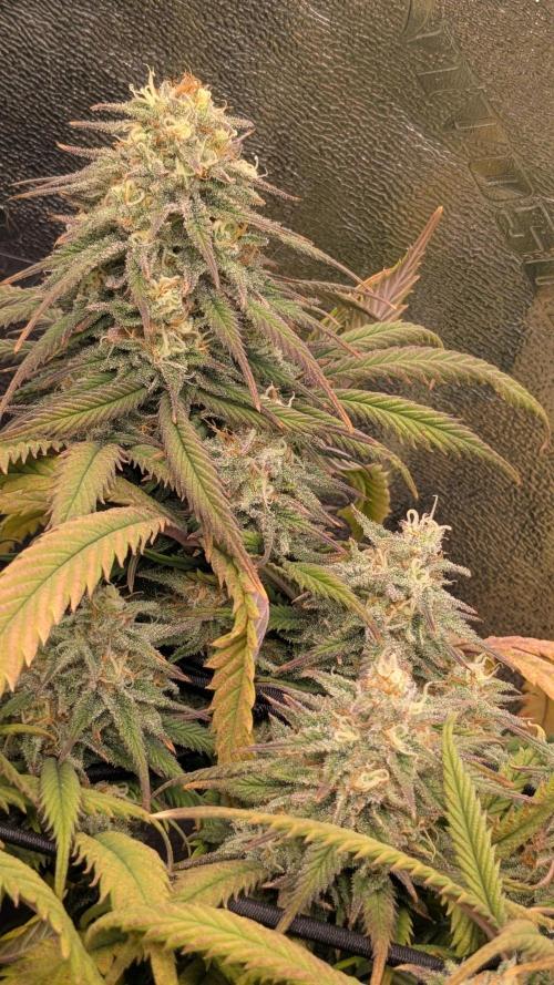 Genetic Abuse. Week 20