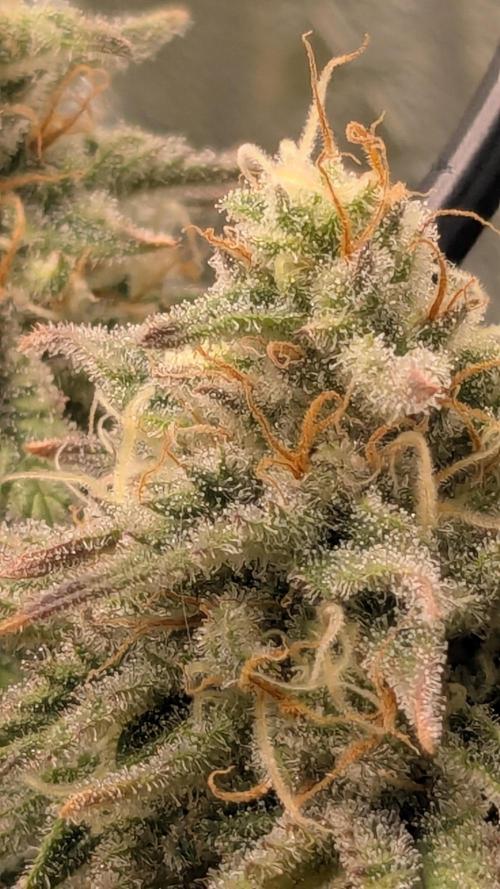 Genetic Abuse. Week 20