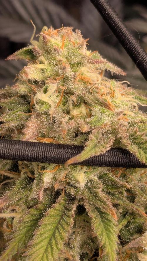 Genetic Abuse. Week 20