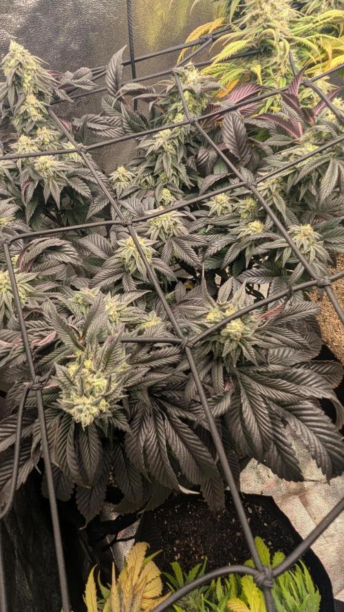 Genetic Abuse. Week 20